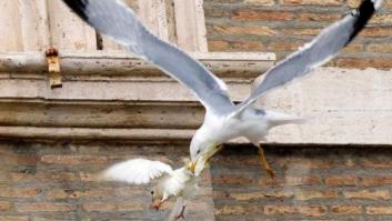 Las palomas de la paz... atacadas por una gaviota y un cuervo (FOTOS)