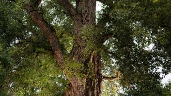Un árbol español, elegido entre los mejores de Europa