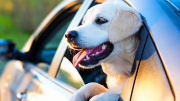 Cómo viajar con perros en coche
