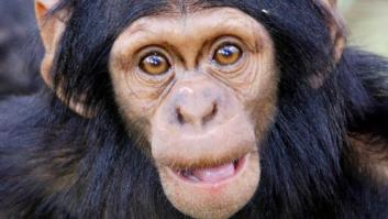 Los chimpancés son violentos por naturaleza, no por influencia humana