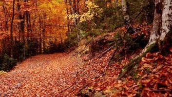 Esta es la Fiesta de Interés Turístico Internacional que no te puedes perder en otoño