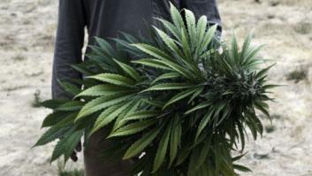 Un paraíso de marihuana, escondido entre las secuoyas gigantes de California (FOTOS)