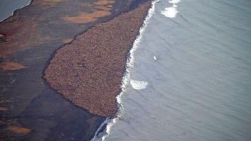 35.000 morsas varadas en Alaska por falta de hielo (FOTOS)