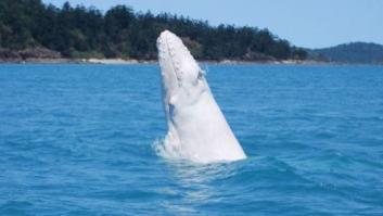 Avistan a la ballena blanca Migaloo en la costa de Australia