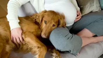¿Es cierto que los perros pueden 'oler' los embarazos?