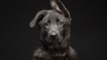 La belleza de los perros negros (FOTOS)
