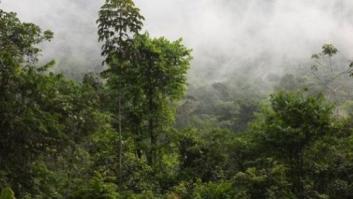 Alimentar a la humanidad o preservar los bosques, ¿qué importa más?