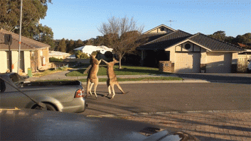 Pelea de canguros: dos marsupiales se enfrentan en plena calle (VÍDEO)