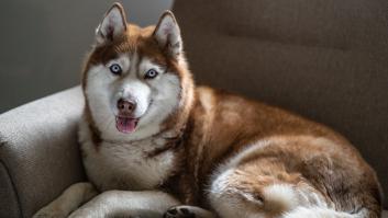 Las 21 razas de perros más antiguas del mundo