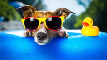 Los mejores trucos para mantener a tu perro bien fresquete durante el calor del verano