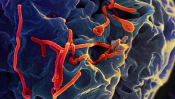 No todo es ébola: los otros virus más temidos por las autoridades sanitarias