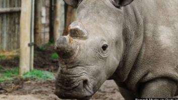 Extinción del rinoceronte blanco: solo quedan seis en el mundo