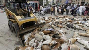Envenenados 700 perros callejeros en Pakistán