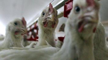 España detecta su primer caso de gripe aviar en un humano