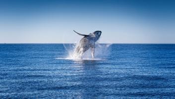 Un buzo sobrevive tras ser engullido por una ballena jorobada