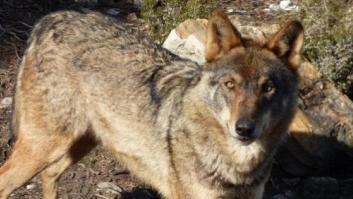 Castilla y León permitirá cazar 143 lobos anuales hasta 2019