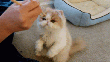 El gato que cae de forma ridícula, y sorprendentemente de pie (VÍDEO)