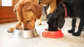 Aprovecha los descuentos del Prime Day en la comida de tu perro