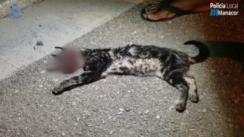 El PP suspende de militancia a los dos detenidos por torturar hasta la muerte a un gato en Manacor