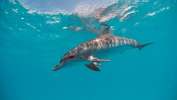 Denunciado por intentar atropellar delfines con su moto acuática en Melilla