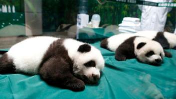 Los osos panda del zoo chino de Guangzhou cumplen 100 días (FOTOS)
