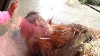 Este bebé orangután tiene un don para el 'breakdance'