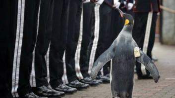 Nils Olav, el pingüino que pasa revista a la Guardia Real noruega