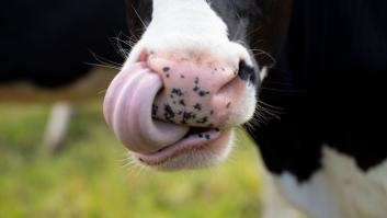 Baleares confirma un caso de lengua azul en una vaca de Pollença (Mallorca)