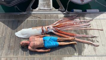 Encuentran un calamar gigante de más de 200 kilos flotando en aguas de Canarias
