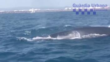 Una familia de ballenas paraliza el tráfico marítimo en Barcelona