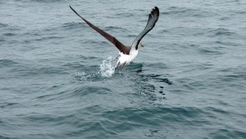 Un albatros llamado Baudelaire cumple 200 años