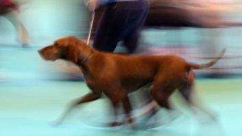 Running con perros: consejos para lograr la carrera perfecta