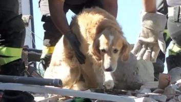 Bomberos de Italia rescatan a un perro superviviente del terremoto de Italia (VÍDEO)