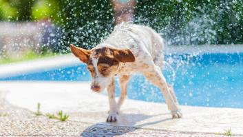 Ocho trucos para refrescar a los perros en verano