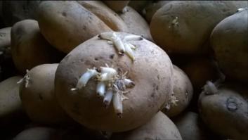 La OCU advierte del peligro de las patatas con brotes: si las tienes en casa, cuidado