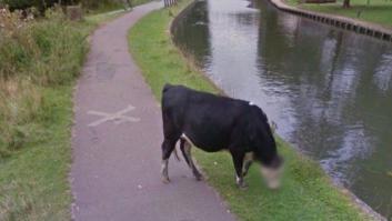 ¿Por qué Google pixela la cara a las vacas?