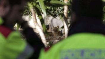 En estado crítico tras tirarse a la zona de los leones del Zoo de Barcelona