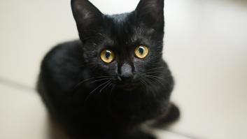 El primer gato infectado por covid-19 en España no murió de la enfermedad