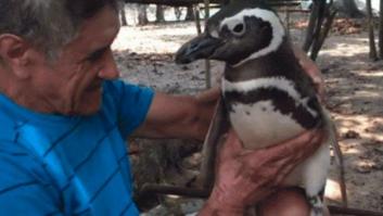 Este es Dindim, el pingüino que nada 8.000 kilómetros cada año para ver al hombre que le salvó