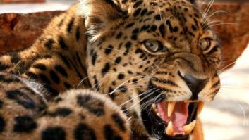 Muere una niña de nueve años tras ser atacada por un leopardo en El Cairo