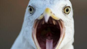 Los pájaros perdieron sus dientes hace 100 millones de años, según explica la ciencia