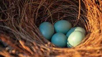 El falso mito de los huevos azules: ventajas y desventajas