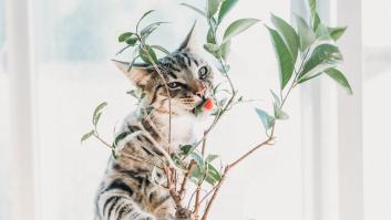 Las plantas que no deberías tener en casa si tienes un gato