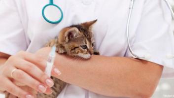 El Congreso acuerda rebajar IVA de los servicios veterinarios del 21 al 10%