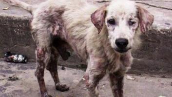 PACMA denuncia la "insuficiente" legislación penal en su informe sobre maltrato animal