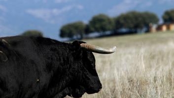Piden investigar la muerte de un toro que se escapó de una plaza en Brihuega