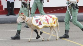 Muere 'Pepe', la cabra de la Legión que se "jubiló" este verano