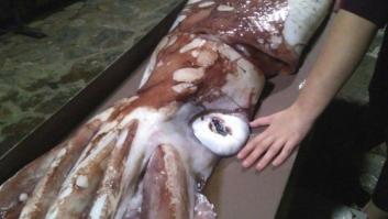 Hallan una cría de calamar gigante de unos 105 kilos en la playa de Bares