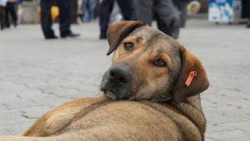 Cómo detectar y prevenir la rabia en perros