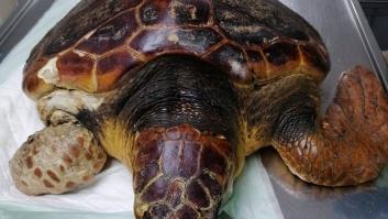 Las tortugas españolas descolocan a oceanógrafos